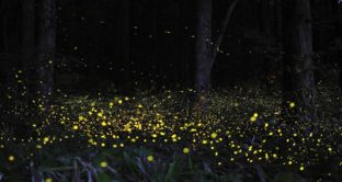 Per colpa dell'impatto che l'uomo ha sull'ambiente, le lucciole stanno scomparendo. Il loro numero diminuisce infatti sempre più per cui potremmo dire addio al suggestivo spettacolo di luci. Ma perché tali coleotteri si illuminano?