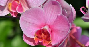 Ecco i benefici di tenere un'orchidea in casa o in ufficio secondo il Feng Shui.