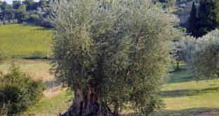 Una ricerca italiana  pubblicata anche sulla rivista “Plant Physiology and Biochemistry” spiega che gli ulivi sarebbero in grado di sopportare anche l’irrigazione con l’acqua salata: le info.