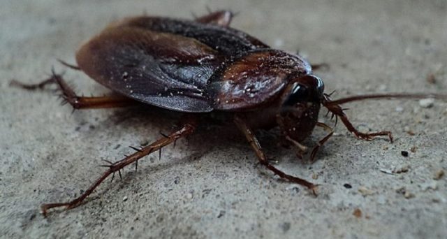 Gli scarafaggi e le blatte sono insetti che vivono negli ambienti umani e rappresentano una minaccia per la salute. Essi diventano giorno dopo giorno sempre più resistenti a qualsiasi tipo di insetticida: le info.