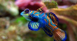 Ecco i cinque pesci tra i più particolari, colorati e belli del mondo.