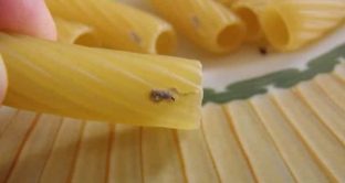 Nuova allerta alimentare in Europa, trovati insetti nella pasta secca. 