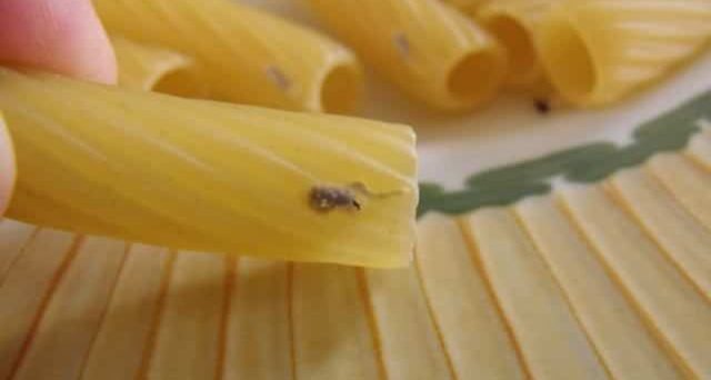 insetti nella pasta
