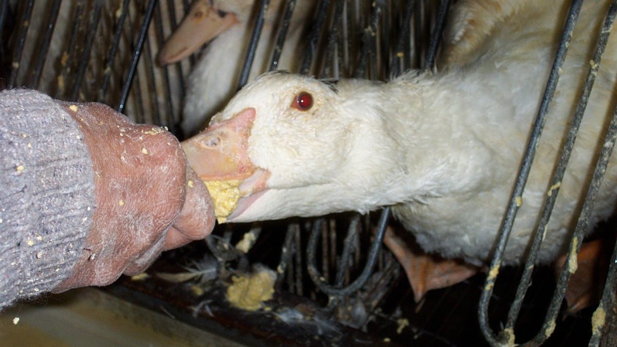 Foie gras e maltrattamento oche, New York dice basta