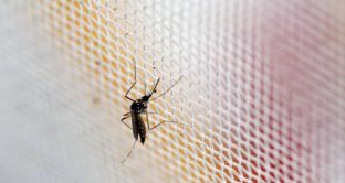 Virus West Nile, nuova epidemia in Italia per colpa delle zanzare, casi raddoppiati