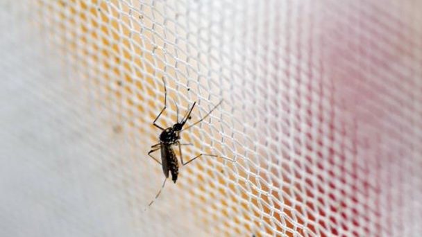 Anche da noi nelle regioni del Nord Italia si sta diffondendo la zanzara coreana il cui nome scientifico è Aedes Koreicus: ecco cosa sta accadendo e come proteggersi.