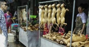 Finalmente dalla Cina è giunta una notizia che tutti attendevano: i cani e i gatti non potranno più essere mangiati.