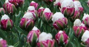 Tra i fiori più strani del mondo ci sono sicuramente i tulipani gelato: ecco da dove vengono e la vera storia dei tulipani.