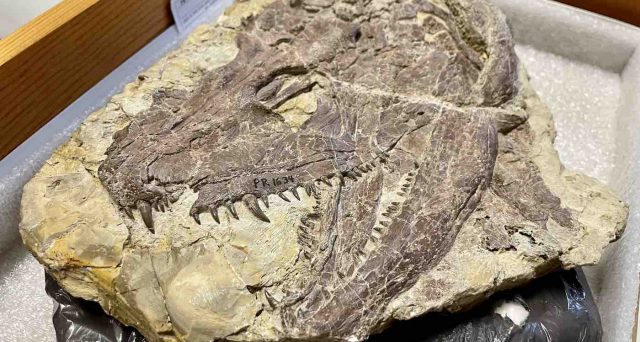 Scoperta terrificante bestia presente sulla Terra milioni di anni fa, forte come il T-Rex