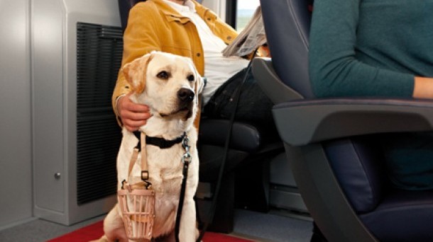 Sui treni Italo sono ammessi i cani extralarge senza vincoli di orario: ecco come.