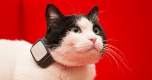 Ecco tutte le info su Vodafone Kippy, il GPS per cani e gatti ed il suo costo.