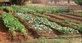 Prodotti naturali, cibo più buono e un po’ di risparmio per le tasche: come coltivare un orto e avere grande soddisfazioni.