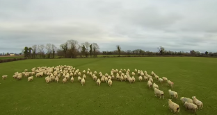 drone cane da pastore video