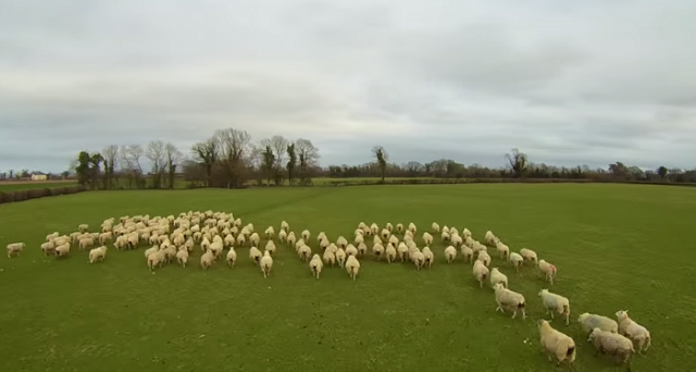 Un drone come cane da pastore per condurre un gregge di pecore da un campo all'altro? Godetevi questo video!
