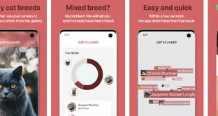 Un'app per scoprire di che razza è il vostro gatto, eccola.