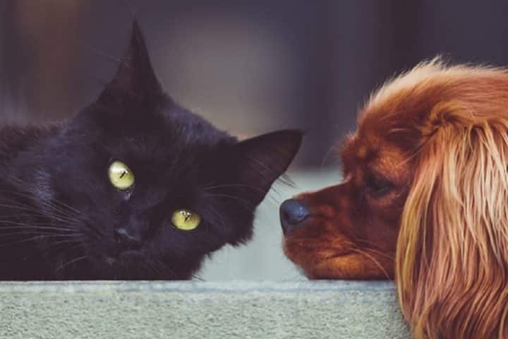 Il rinnovo degli incentivi statali e le promozioni della gamma Lancia Ypsilon, da GPL a metano, passando per la nuova Hybrid.