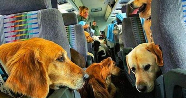 In vista del Natale: ecco le regole aggiornate a novembre 2019 per il trasporto degli animali a bordo dei voli aerei Vueling, Ryanair ed Alitalia.