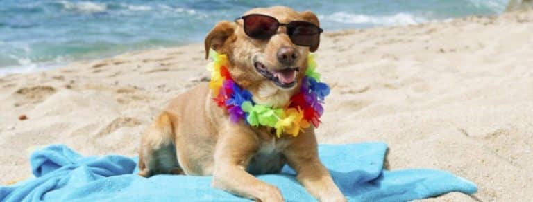 Cane e vacanze, ecco le mete migliore per trascorrere una vacanza al mare con l'amico a quattrozampe