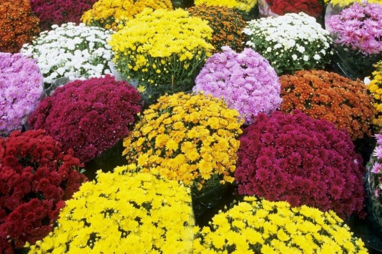 Truffa dei fiori in concomitanza con la commemorazione dei defunti: multe e controlli intorno ai cimiteri e non solo. Prezzi dei fiori gonfiati anche del 50%.