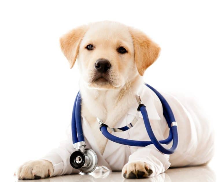 Animali domestici e reddito di cittadinanza: quali regole sono previste e le richieste di agevolazioni. Cani e gatti fanno parte del nucleo familiare?