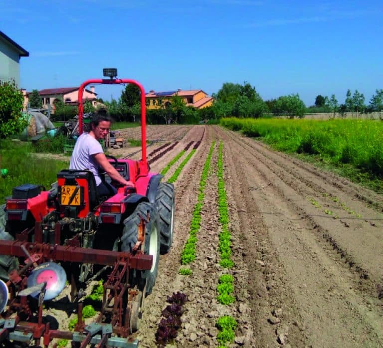 le aziende agricole chiedono lo sblocco degli sgravi contributivi previsti dalla legge e più flessibilità per assunzione di manodopera.