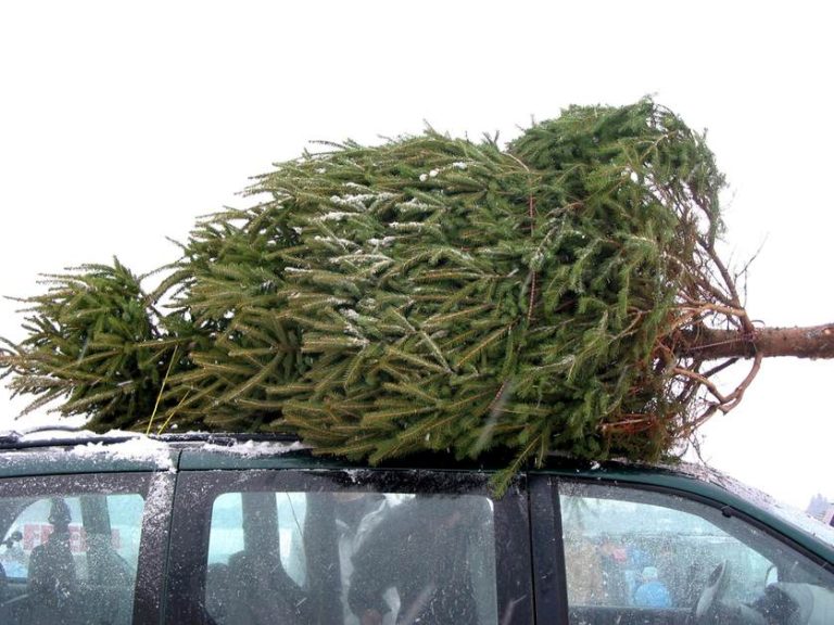 Quanto costa l'albero di Natale? Attenzione alle offerte per alberi grandi se non si sa come portarli a casa: rischio multe per trasporto inappropriato