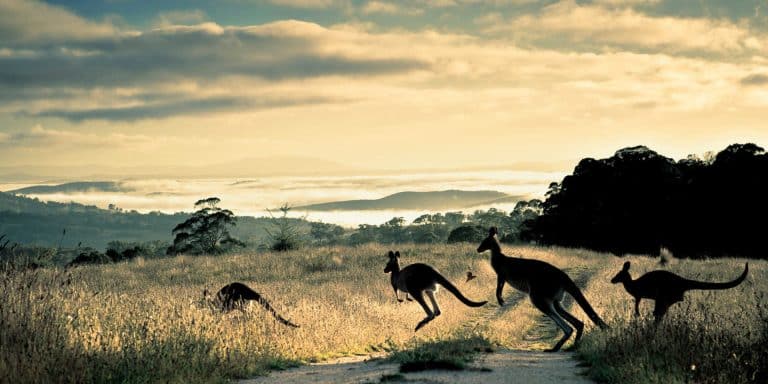 Nuove obbligazioni a 30 anni con scadenza giugno 2051 sono state emesse dal Tesoro dell'Australia a rendimenti appetibili, anche perché parliamo di rating "AAA".