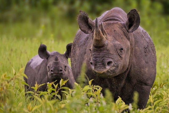 Bond rinoceronti della Banca Mondiale