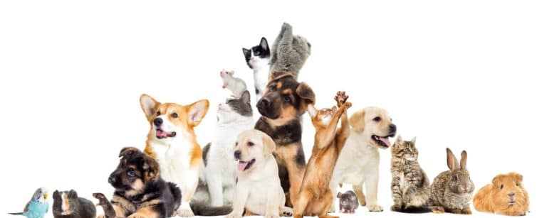 Il bonus animali costa troppo, si sta pensando a una soluzione di comodo: la riduzione dell’IVA per le spese veterinarie.