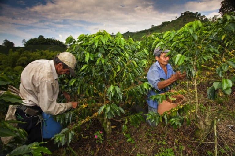 Il Brasile si aggrappa alle esportazioni per uscire dalla crisi, ma il caffè e le altre materie prime non saranno in grado di compensare il calo del pil.