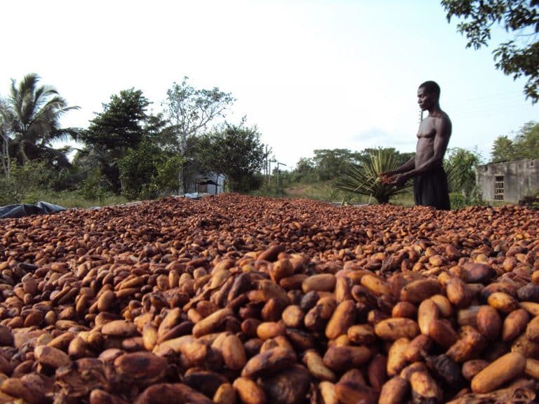 La produzione di cacao va in crisi in due economie africane, che rischiano di subire grossi contraccolpi dal crollo delle quotazioni.