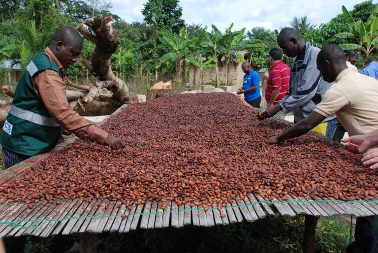 Il cacao per quest'anno basta e il prezzo si stabilizza dopo il boom del 2018. Tuttavia, gli agricoltori dell'Africa Occidentale lamentano basse entrate.