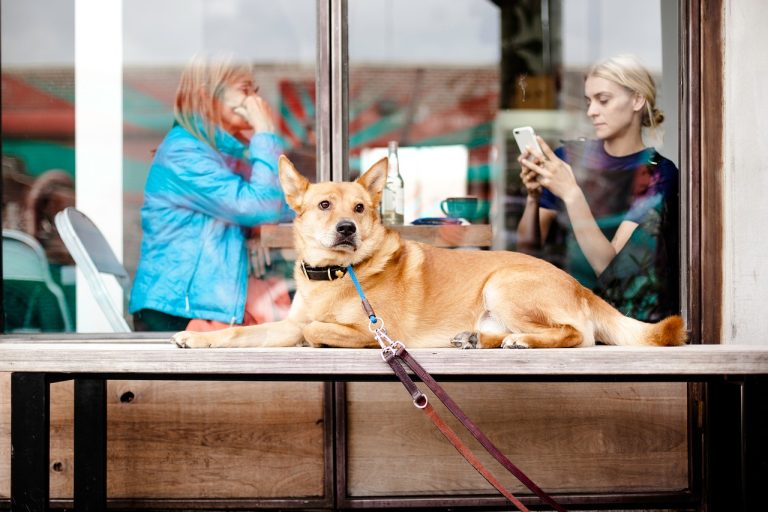 Arriva un'interessante opportunità di lavoro per amanti dei cani: 100 dollari all'ora per coccolarli al ristorante.