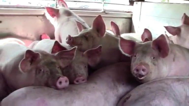 Carne suina, Italia settima per capi macellati. I consumi di carne sono molto cambiati negli ultimi 20 anni in Europa, dove la produzione di maiali risulta maggiore al fabbisogno.