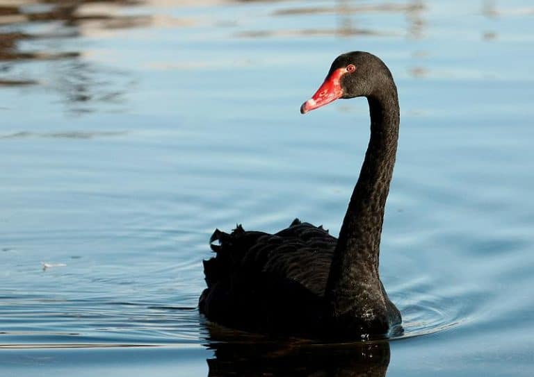 Come cavalcare le paure e l’emotività di questi giorni affidandosi alle statistiche.