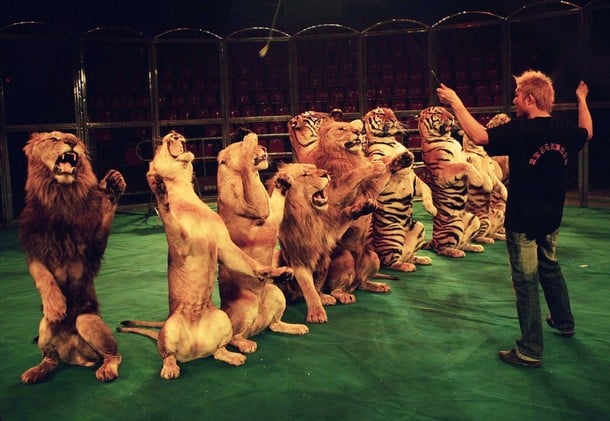 Il Dl circo potrebbe liberare gli animali ammaestrati vietandone l'uso ai fini dello spettacolo: tempi di approvazione