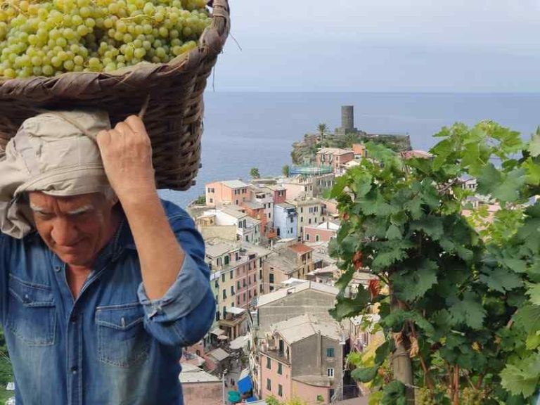 Hanno diritto anche per quest’anno all’esonero contributivo Inps gli imprenditori agricoli con meno di 40 anni che avviano l’attività.