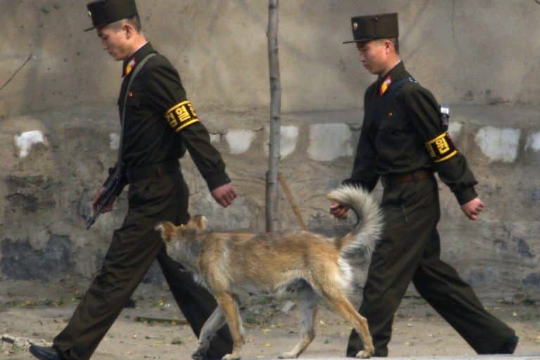 Caccia ai cani a Pyongyang, dove la fame dilaga tra emergenza Covid, alluvioni e isolamento internazionale. E il leader riunisce i vertici del partito per fare il punto.