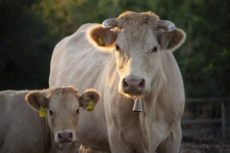 Prorogati i limiti massimi delle percentuali di compensazione IVA per le cessioni di carini bovine e suine