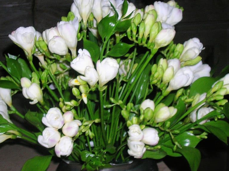 Ecco una serie di idee regalo in occasione della Festa della donna 2017 economiche ed originale  e le info su dove trovare biglietti d'auguri e cartoline da stampare gratis.