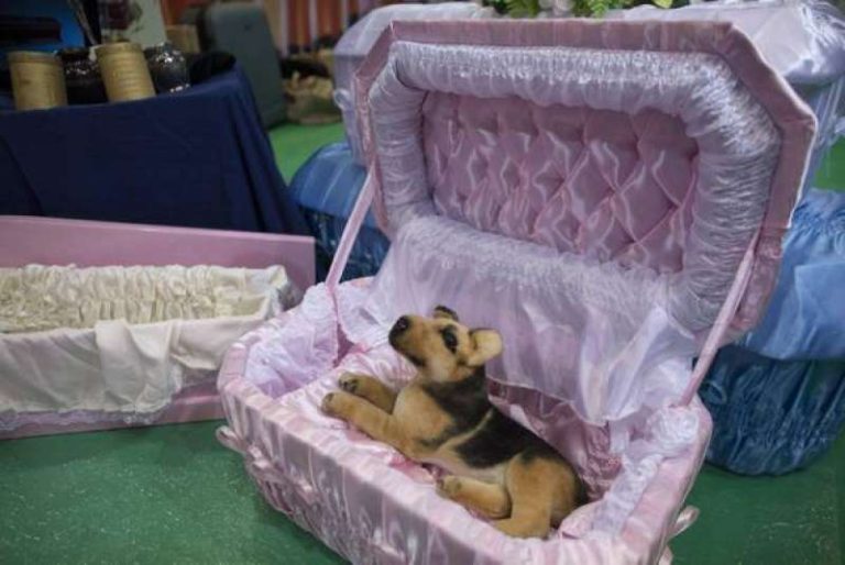 Al decesso di un animale domestico come ci si deve comportare? Prima di seppellire la bestiola cosa serve?  E dove è possibile seppellirla?