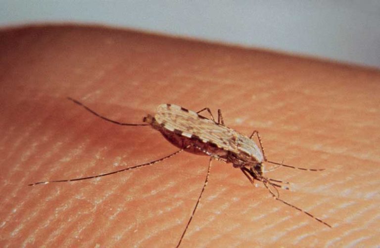 La Malaria: una malattia debellata negli anni 50, ritorna a colpire, ecco alcuni suggerimenti utili e la profilassi da eseguire (Ministero della Salute).