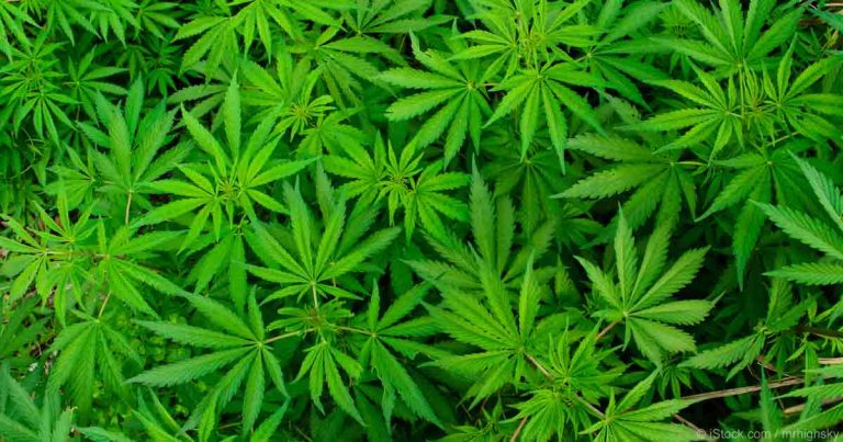 La cannabis ora si vende nei negozi Lidl svizzeri, mentre negli Stati Uniti cresce il giro d'affari legato alla canapa.