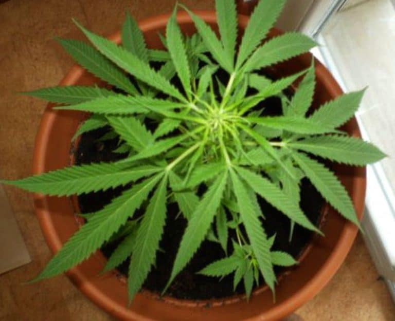 Marijuana legale? Si tratta di erba light che non sballa e che viene venduta a 17 euro ogni 10 grammi: vediamo di cosa si tratta.