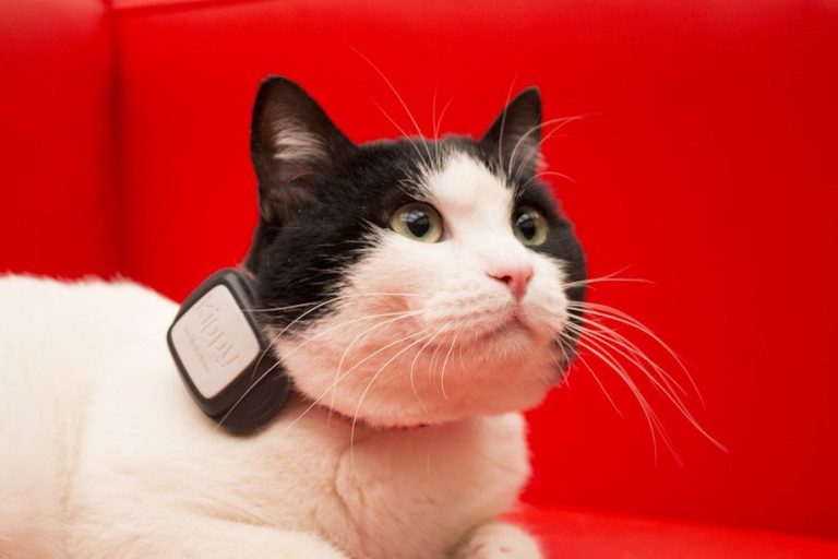 Ecco tutte le info su Vodafone Kippy, il GPS per cani e gatti ed il suo costo.