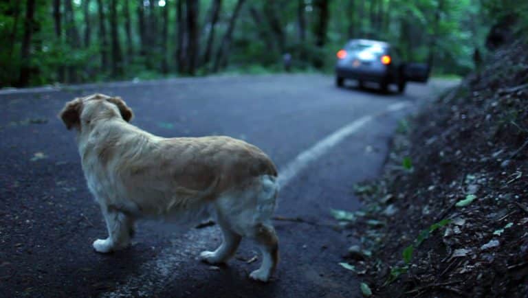 Abbandonare un animale costituisce un reato e viene punico con la reclusione o con multe che possono essere anche molto salate. Ecco quando ci si macchia di reato di abbandono di animali.