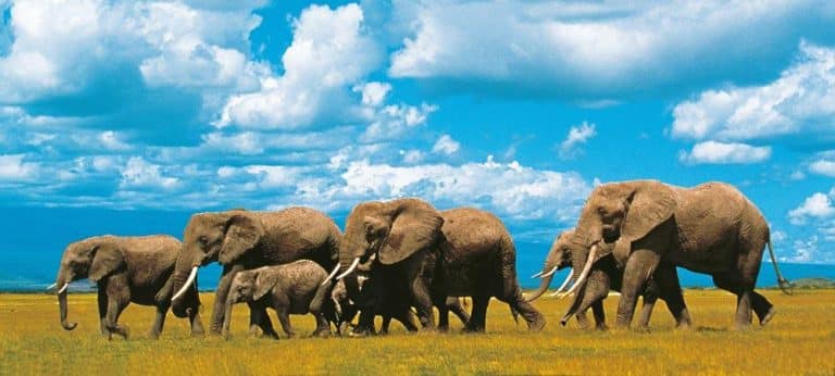 Un rapporto di Moody’s evidenzia un marcato ritorno d’interesse verso gli stati del continente africano. Solo quest’anno sono stati emessi ben 8 miliardi di dollari di nuovi titoli di stato. Cosa c’è di nuovo?