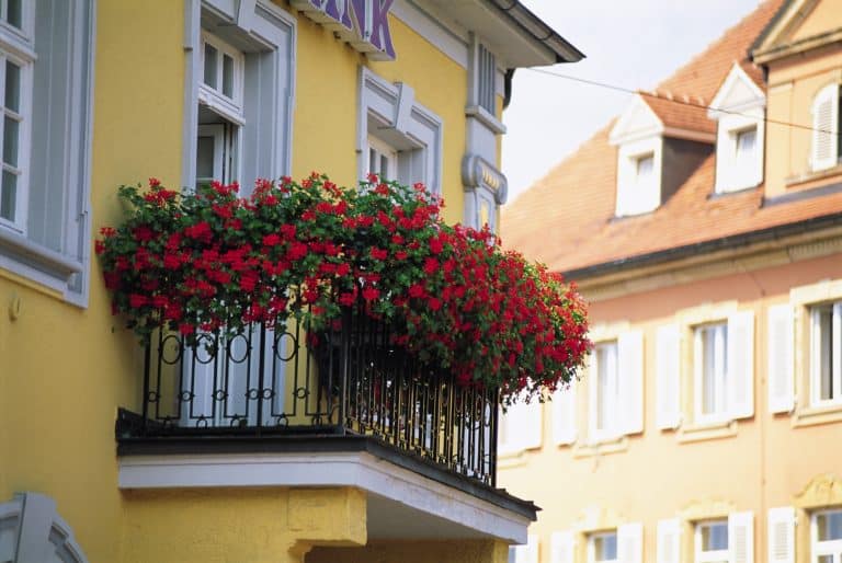 Vasi sul balcone, innaffiare le piante e far cadere l’acqua sul balcone sottostante, costituisce un reato se l'episodio si ripete più volte. Vediamo cosa stabile la legge.