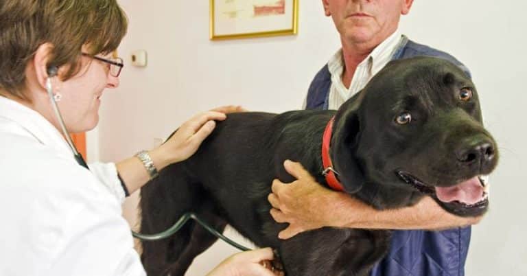 Chi deve portare il cane dal veterinario ha diritto a prendere un giorno di malattia da lavoro: ecco quando e a quali condizioni.