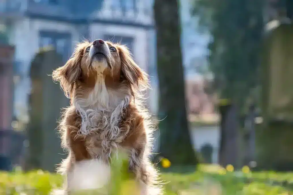 spese funebri animali